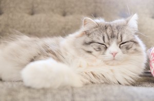 成功者 睡眠時間