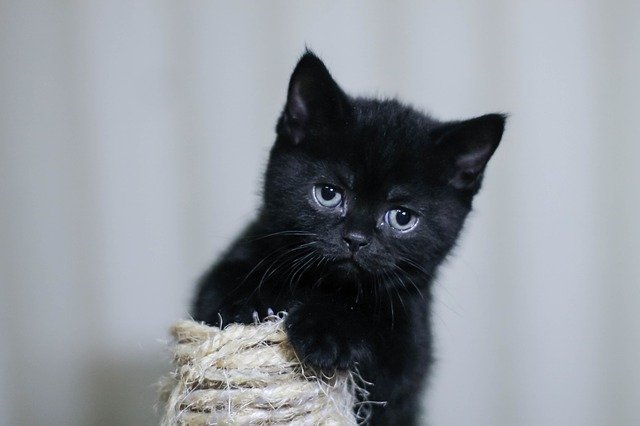 黒い子猫の写真